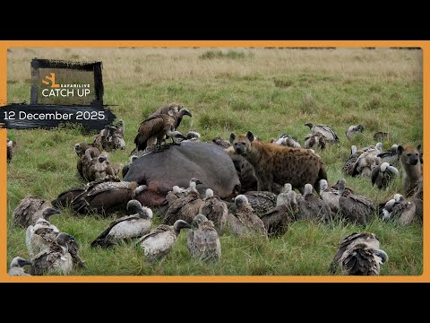 Feasting scavengers and unexpected visitors – SafariLIVE Catch Up, 12 December 2025